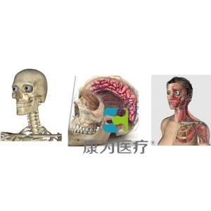 “康為醫療”3D三維人體解剖系統