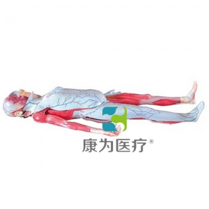 “康為醫療”姜式人體次解剖模型