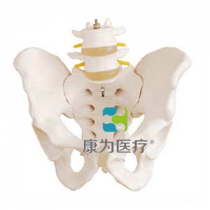 “康為醫療”盆骨帶兩節腰椎模型