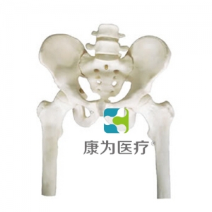 “康為醫療”骨盆帶兩節腰椎附半腿骨模型