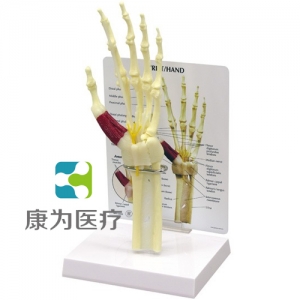 “康為醫療”醫患關系溝通模型-前臂骨骼帶手掌、手腕模型 （醫學指導模型）