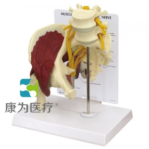“康為醫療”醫患關系溝通模型-帶骶骨的髖關節附肌肉模型 （醫學指導模型）